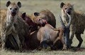 Un Topi, à l'écart de son troupeau a été attaqué par une meute de hyènes, qui ont eu raison de sa résistance. topi,hyenes,kenya,afrique 