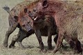 Les hyènes sont dotéesde mâchoires puissantes, capables de broyer un os d'éléphant ! hyenes,kenya,afrique 