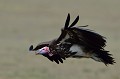 (Aegypius tracheliotus) Attiré par l'odeur du sang, le Vautour oricou arrive ventre à terre, sur les lieux de la chasse, pour participer au festin... vautour,oricou,kenya,afrique 