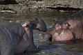 Ces deux mâles s'affrontent pour la prise de pouvoir sur un groupe de femelles hippopotames,kenya,afrique 