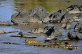 Crocodiles du Nil crocodiles,kenya,afrique 