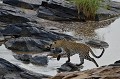Léopard traversant la rivière. leopard,kenya,afrique 