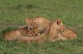  lions,kenya,afrique 