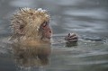 (Macaca fuscata) Le Macaque du Japon est omnivore. Il se nourrit d'insectes, d'oeufs, de champignons, de fruits, de feuilles, de bourgeons, de graines, de fleurs, d'écorces, de racines... et parfois se régale d'un oiseau ou d'un rongeur... macaque,japon 