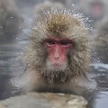 (Macaca fuscata) C'est en observant les hommes se baigner dans les sources d'eau chaude, que les singes ont peu à peu investi les "onsen". Leur capacité d'adaptation est telle, qu'ils ont ainsi appris à résister au froid, à apprécier les bienfaits de l'eau, à nager, à plonger et même à tenir en apnée près d'une minute ! macaque,japon. 