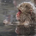 (Macaca fuscata) macaque,japon 