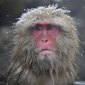 (Macaca fuscata) macaque,japon 