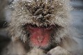 (Macaca fuscata) macaque,japon 