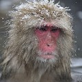 (Macaca fuscata) macaque,japon 