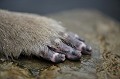 (Macaca fuscata) macaque,japon 