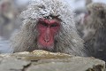 (Macaca fuscata) macaque,japon 