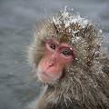 (Macaca fuscata) macaque,japon 