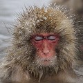 (Macaca fuscata) macaque,japon 