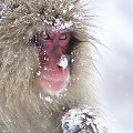 (Macaca fuscata) macaque,japon 