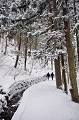  jigokudani,japon 