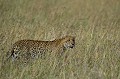  Kenya 2017 
 leopard 