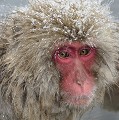 (Macaca fuscata) macaque,japon 