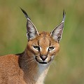 Félin de stature robuste, il fait penser en plus petit au Lynx. Sa robe est fauve et blanche et sa jolie tête très expressive est marquée par des oreilles longues et pointues prolongées par des pinceaux noirs... caracal,kenya,afrique 
