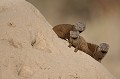 La Mangouste naine est le plus petit carnivore d'Afrique, d'une taille de 25 à 40 cm et d'un poids qui n'excède pas 400 grammes. Espérance de vie : 6 ans. Le pelage est lisse, d'un brun rougeâtre. Elle vit dans les savanes boisées et buissonneuses et les forêts clairsemées. Parfois, comme ici, elle occupe une termitière abandonnée.. mangoustes,naines,kenya,afrique 
