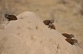 Les Mangoustes naines vivent en colonie de 15 à 30 individus. Elle est dirigée par un couple dominant constitué généralement des membres les plus anciens. La femelle dominante est la seule à produire une descendance...La communauté se nourrit de termites, de scarabées, larves et invertébrés enfouis dans le sol... mangoustes,naines,kenya,afrique 