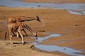  girafes,kenya,afrique 
