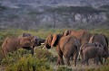 Deux jeunes éléphants s'affrontent pour mesurer leur force. elephants,kenya,afrique 