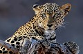 Observée dans la réserve de Samburu, cette magnifique femelle vient de vivre un drame. Son petit, un adolescent d'environ un an a été attaqué et tué sous ses yeux par un lion... leopard,kenya,afrique 