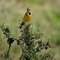 (Macroyx croceus) Ce bel oiseau vit dans la savane d'herbes hautes et se nourrit d'insectes. Son nid se situe au niveau du sol où la femelle pond et couve de 2 à 4 oeufs ... sentinelle,gorge,jaune,kenya,afrique 