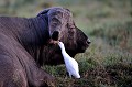(Bubulcus ibis) Le Hèron garde-boeufs participe à la toilette du Buffle en se nourrissant des parasites qui ont investi la peau du mammifère ... buffle,heron,garde,boeuf,kenya,afrique 