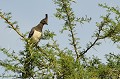 (Corythaixoides leucogaster) Il fréquente les forêts d'acacias et la brousse épineuse. Il se nourrit de fruits, de fleurs d'acacias et d'aloès. La femelle pond 2 à 3 oeufs. Le nid fait de branchages est placé au milieu d'un buisson épineux... touraco,ventre,blanc,kenya,afrique 