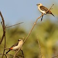 (Dinemellia dinamelli) Observés à Samburu, ces oiseaux habitent les savanes arides, parsemées de buissons, acacias et baobabs, vivent en bande. En vol, cet oiseau est repérable par son croupion rouge et sa tête blanche... alectos,tete,blanche,kenya,afrique 