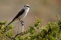 (Lanius isabellinus) Cet oiseau fréquente les zones buissonneuses des régions désertiques ou semi-désertiques. Il capture des petits mammifères qu'il empale sur une épine ou un fil de fer barbelé avant de les consommer... pie,grieche,isabelle,kenya,afrique 