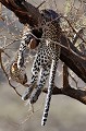 La mère a soustrait au prédateur le cadavre de son petit et l'a accroché dans un arbre... leopard,kenya,afrique 