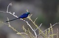 (Cosmopsarus regius) Observé à Samburu, dans les buissons épineux, le Spréo à longue queue est considéré comme l'un des plus beaux oiseaux de la savane à acacias. Couleurs dominantes : dessus satiné bleu, vert et violet, dessous jaune vif. spreo,longue,queue,kenya,afrique 