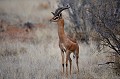 l est aussi appelé "Gazelle girafe" en raison de ses hautes pattes et de son très long cou. Seul le mâle porte des cornes. Il vit dans les zones semi-arides, la brousse épineuse, en harde de eux ou trois femelles. eneruk,kenya,afrique 