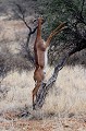 Le Gerenuk se nourrit uniquement de feuillage, choisissant les pousses les plus tendres... gerenuk,kenya,afrique 