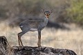 Minuscule antilope, très farouche et très vulnérable qui vit dans les milieux arides, caillouteux et rocheux. Ce petit mammifère trouve refuge dans les fourrés ou les broussailles. Il est herbivore. Il est une proie très convoitée par les rapaces et les félins... dik,dik,gunther,kenya,afrique 