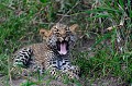Au terme d'une gestation de 3 mois la femelle Léopard peut donner naissance à un ou plusieurs petits. Elle met bas dans une crevasse, un terrier, un trou de rocher ou au milieu des hautes herbes, afin de mettre sa progéniture à l'abri des prédateurs. Ce bébé d'un mois serait une femelle. En l'absence de la mère partie chasser et reprendre des forces, le bébé bravant tous les dangers est sorti du terrier... leopard,kenya,afrique 