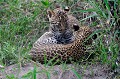 En attendant le retour de leur mère, les petits jouent entre eux... leopards,kenya,afrique 