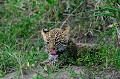  leopard,kenya,afrique 