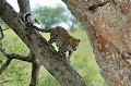 A quelques centaines de mètres où sont cachés les bébés, la mère après avoir dévoré une gazelle part rejoindre ses petits... leopard,kenya,afrique 
