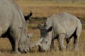 Deux espèces de rhinocéros vivent en Afrique. Le Rhinocéros blanc, comme ci-dessus est plus gros et plus long que le Rhinocéros noir. Autre point de distinction : le blanc a des lèvres aplaties et carrées, le noir a des lèvres pointues. Ces deux espèces ont en commun d'être en grave danger d'extinction en raison du commerce scandaleux et illicite de leurs cornes ! rhinoceros,kenya,afrique 