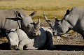  rhinoceros,kenya,afrique 