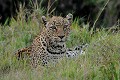 Femelle Léopard âgée d'une douzaine d'années. leopard,kenya,afrique 