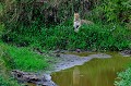  leopard,kenya,afrique 