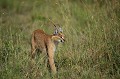 Extraordinaire rencontre dans la réserve de Masaï Mara au Kenya. Le Caracal est un petit félin aux oreilles si caractéristiques qui font penser à celles du Lynx. Il vit en solitaire dans la savane, les montagnes et reliefs rocheux avec couvert végétal. Fréquentant les hautes herbes, il est particulièrement difficile à observer. caracal,kenya,afrique 