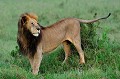 Il se tient à l'écart du groupe, peu préoccupé par le sujet. lion,kenya,afrique 