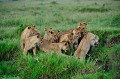 Le lion, dépité, humilié a rejoint la terre ferme. Le groupe compatissant l'entoure et demeure interrogatif sur la façon de traverser la rivière... lions,kenya,afrique 
