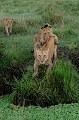 Ce lion semble dire au jeune derrière lui " retiens moi où je saute !" lions,kenya,afrique 