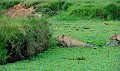  lions,kenya,afrique 